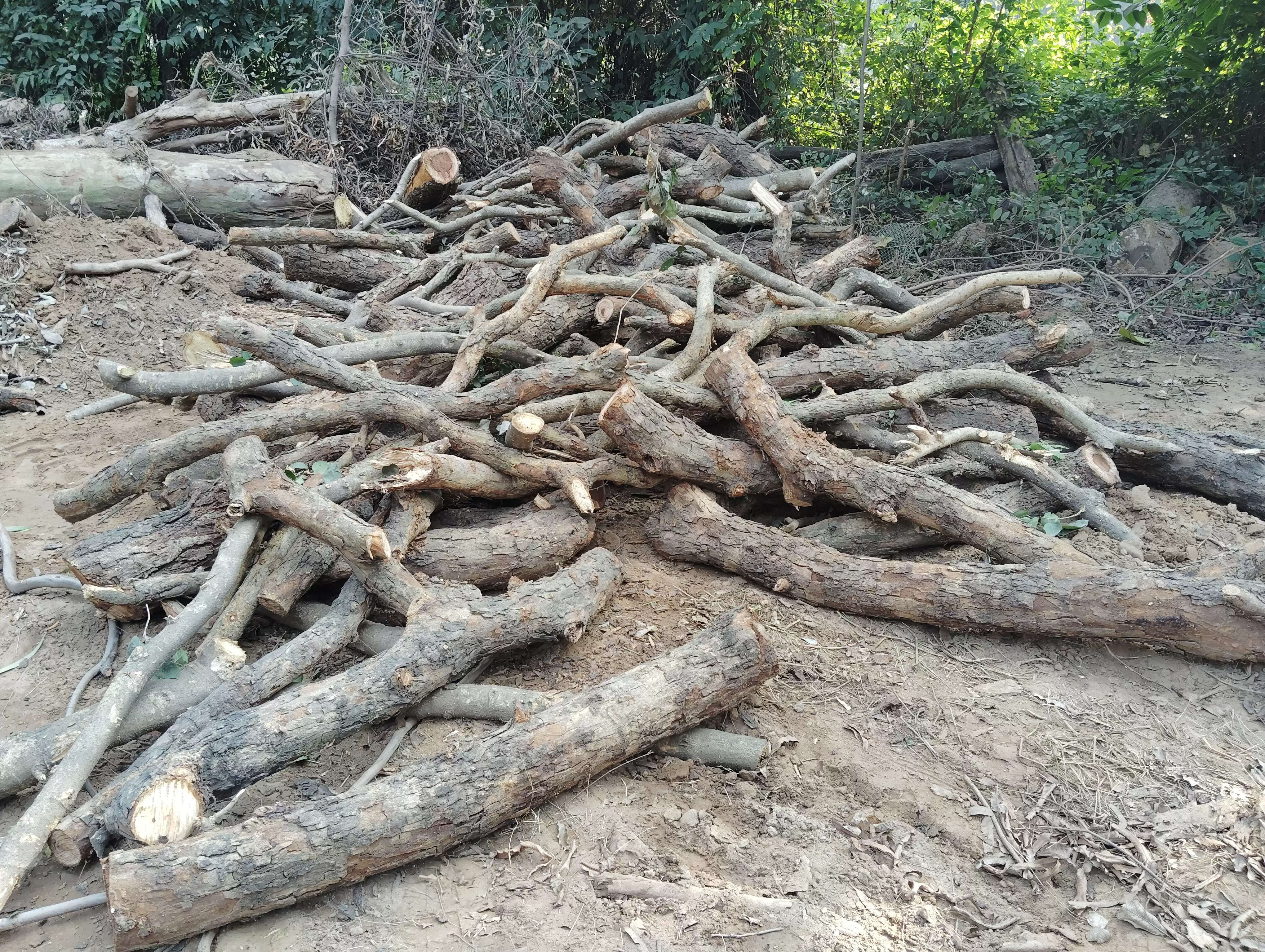 वन विभाग ने प्रतिबंधित पेड़ाें की लकड़ी जब्त की, मुकदमा दर्ज