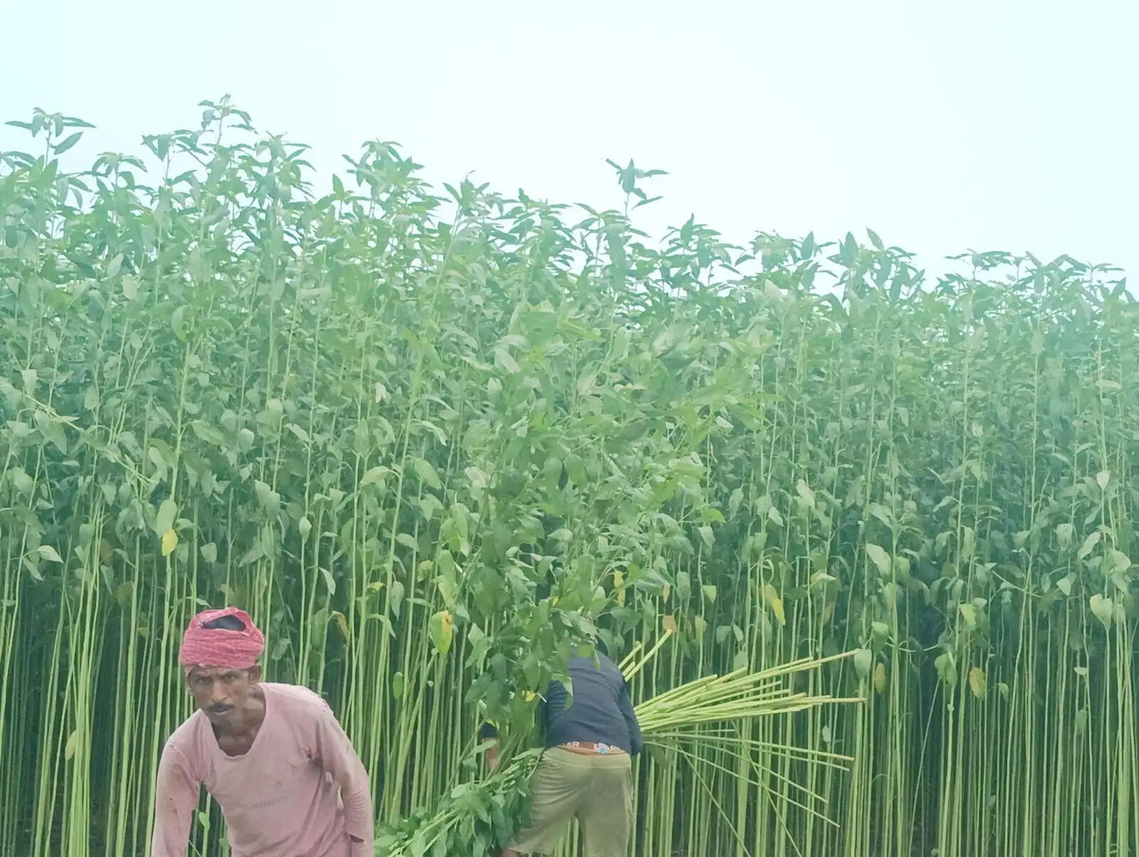 जूट डीलर्स एसोसिएशन की मीटिंग, जूट क्रय स्थल को अतिक्रमण से मुक्त करने की मांग