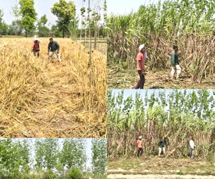 भोगपुर में जंगली हाथियों के आतंक से किसान बेहाल, फसलें हो रही बर्बाद