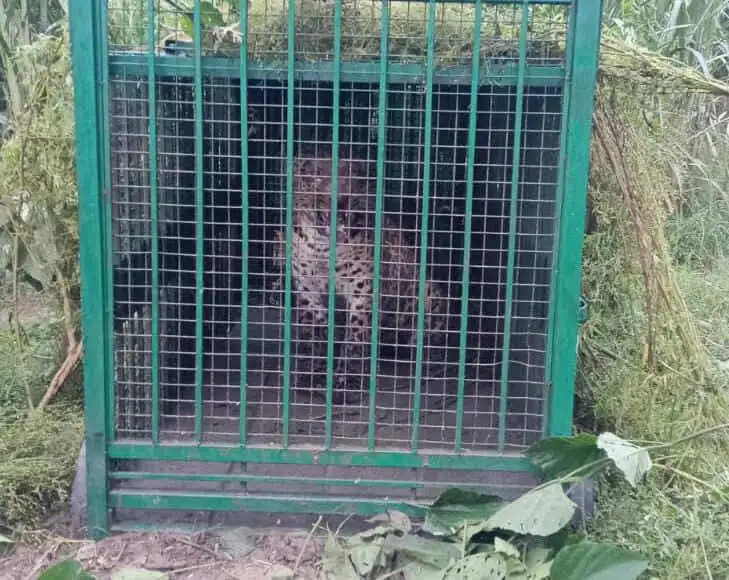 मुरादाबाद में छठा तेंदुआ पिंजरे में कैद, ग्रामीणों काे मिली राहत