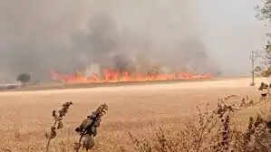 मप्र:&nbsp;हरदा-खंडवा स्टेट हाईवे के पास खेत में लगी भीषण आग,&nbsp;50 एकड़ में खड़ी गेहूं की फसल जलकर राख