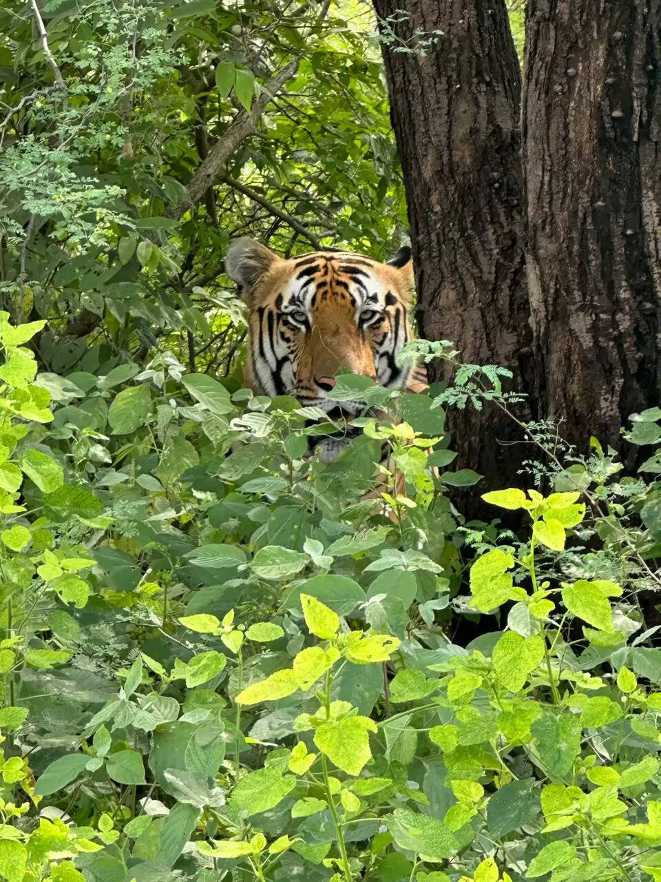 नाहरगढ़ जैविक उद्यान में उमड़ा सैलानियों का सैलाब