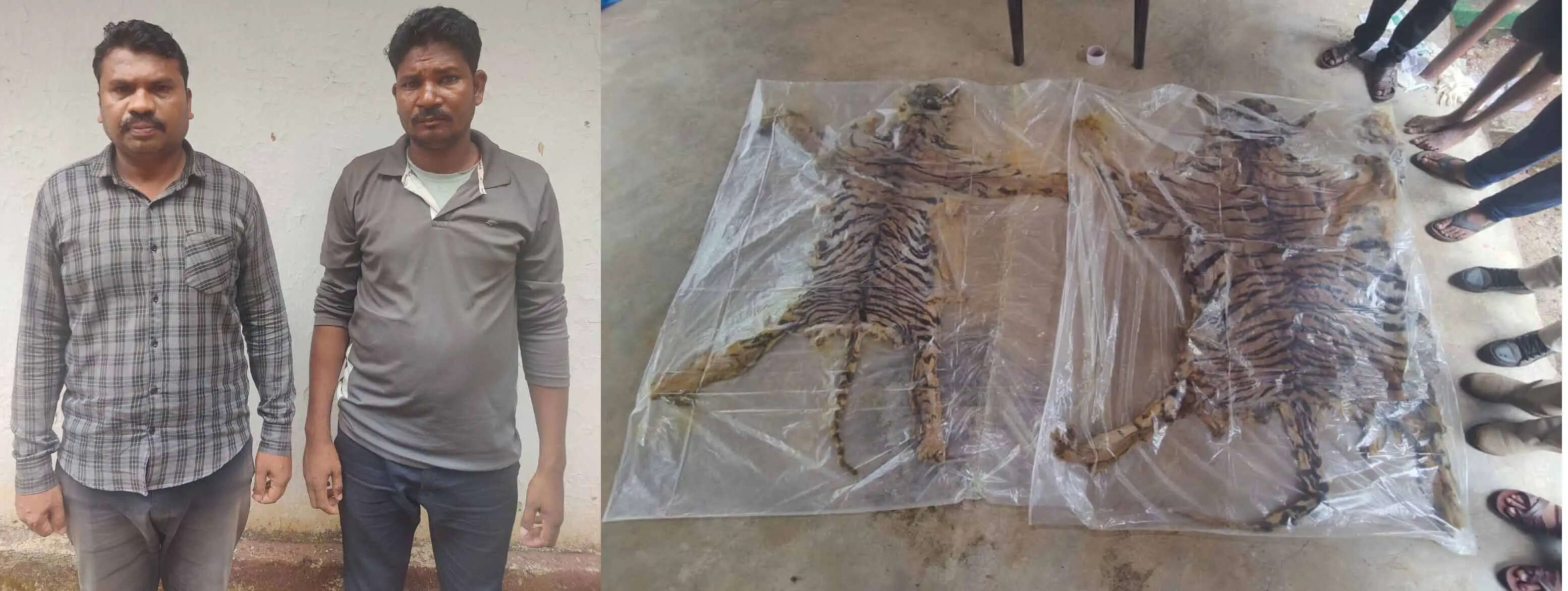 छत्तीसगढ़ में दो बाघों की खाल के साथ महाराष्ट्र के दो अंतरराज्यीय तस्कर गिरफ्तार