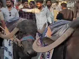 देवास में महंगाई के खिलाफ अनोखा प्रदर्शन,&nbsp;भैंसों के साथ सड़क पर उतरे युवा कांग्रेस कार्यकर्ता