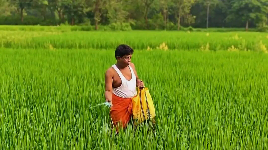 खेत में खाद छिड़कते दिखे भाजपा विधायक लबसेन बास्के