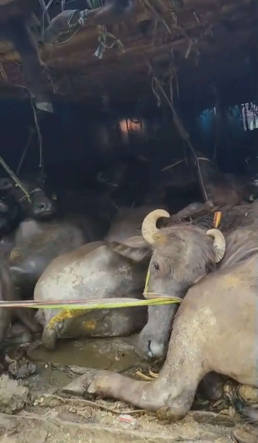 मवेशी लदा दो कंटेनर जब्त,82 मवेशी जब्त,तीन गिरफ्तार