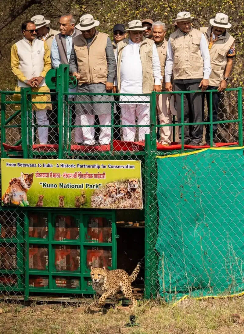 कूनो में चीतों की पुनर्बसाहट जैव विविधता संरक्षण की दिशा में बड़ा कदम : भूपेन्द्र यादव