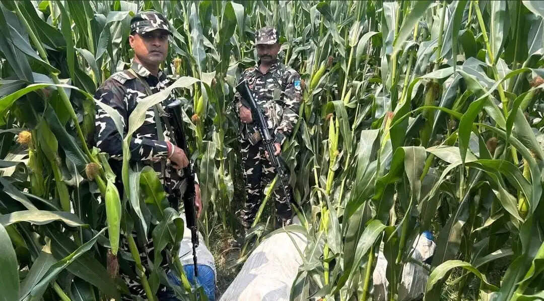 सीमावर्ती क्षेत्र में एसएसबी की बड़ी कार्रवाई, 263 किलोग्राम गांजा बरामद, एक तस्कर गिरफ्तार
