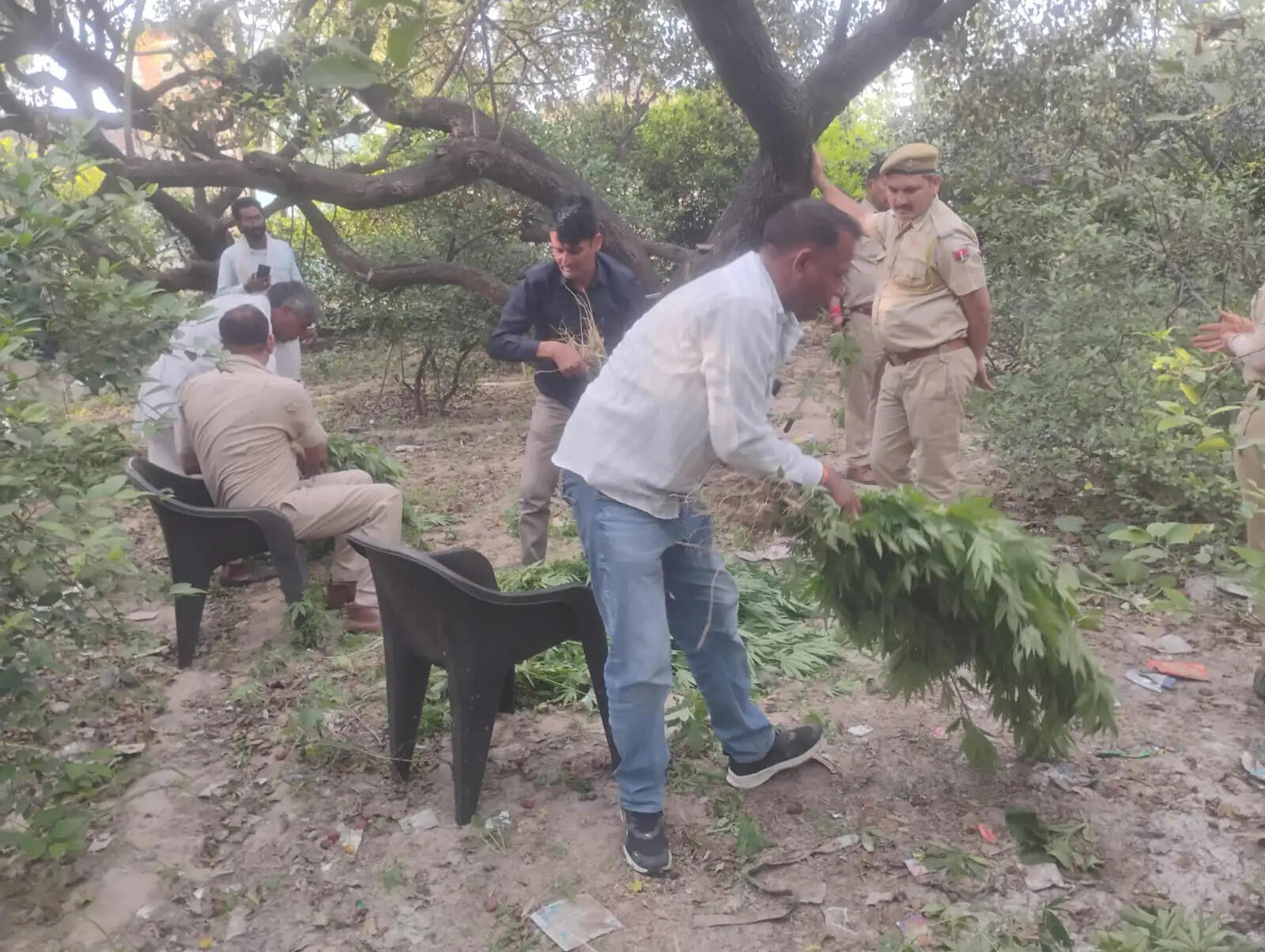 नींबू -बेर की खेती की आड़ की जा रही थी गांजे की खेती