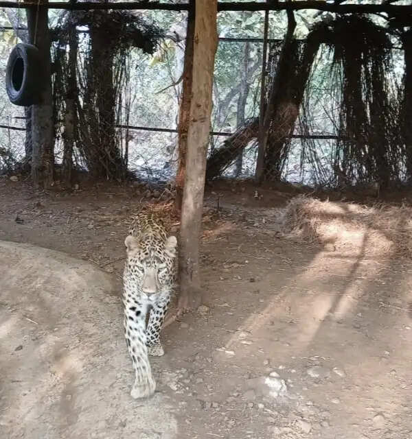 देवास में उम्मीद की कहानी: जानलेवा बीमारी को हराकर फिर जंगल लौटा तेंदुआ