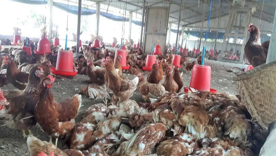काठमांडू में फैला घातक बर्ड फ्लू, लोगों से उच्च सतर्कता अपनाने की अपील