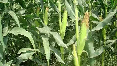 यूपी के किसानाें काे मेंथा की जगह मक्के की खेती भा रही