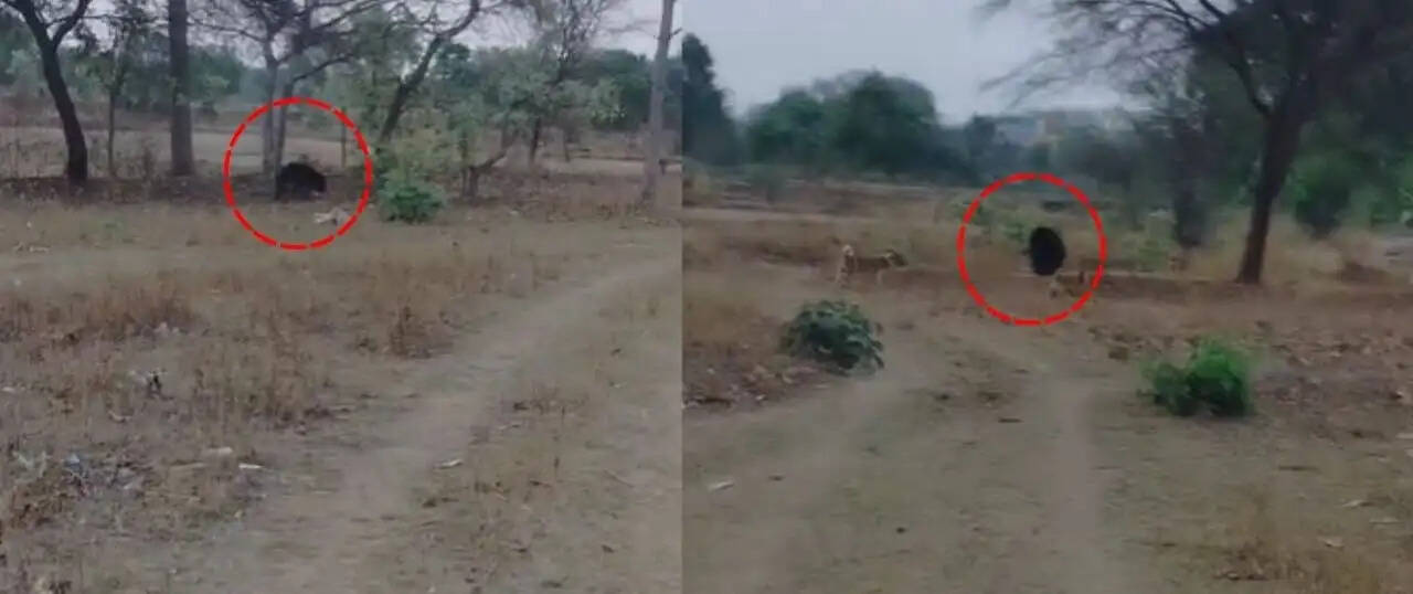 जांजगीर चांपा : जंगल से गांव में घुस आया भालू, ग्रामीणों में दहशत का माहौल, वन विभाग अलर्ट