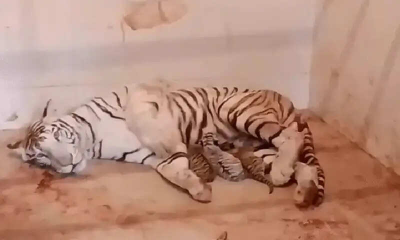 मप्र के ग्वालियर के गांधी उद्यान में सफेद बाघिन मीरा ने दिए 3 शावकों को जन्म