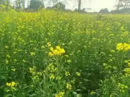 फर्रुखाबाद में कोहरे और शीत लहर से सरसों की फसल बर्बाद, लगा माहू रोग