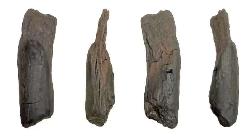 ग्रीस में 430,000 वर्ष पुराने लकड़ी के औजार मिले