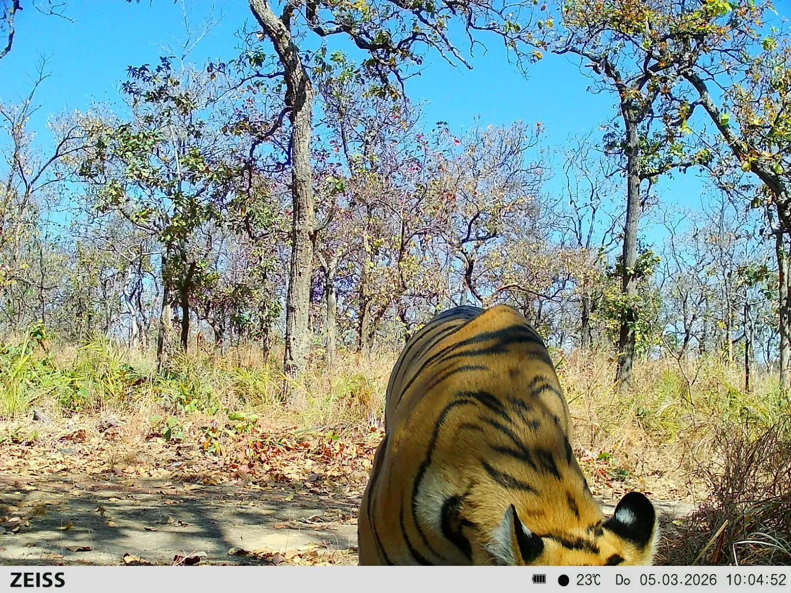 उदंती-सीतानदी टाइगर रिजर्व में नए बाघ की दस्तक, कैमरे में कैद हुई तस्वीर