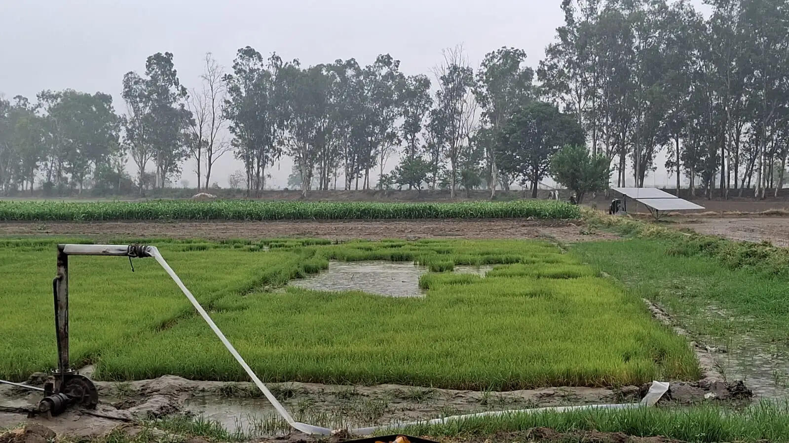 जींद : बारिश से तापमान में आई गिरावट, किसानों के चेहरे खिले