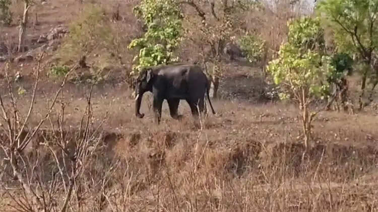 छत्तीसगढ़ के मरवाही वन मंडल में हाथी ने ग्रामीण की कुचल कर ली जान