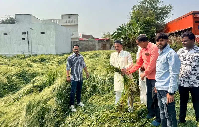इंदौरः मंत्री सिलावट ने बेमौसम बारिश से प्रभावित क्षेत्रों में सर्वे करने के दिए निर्देश