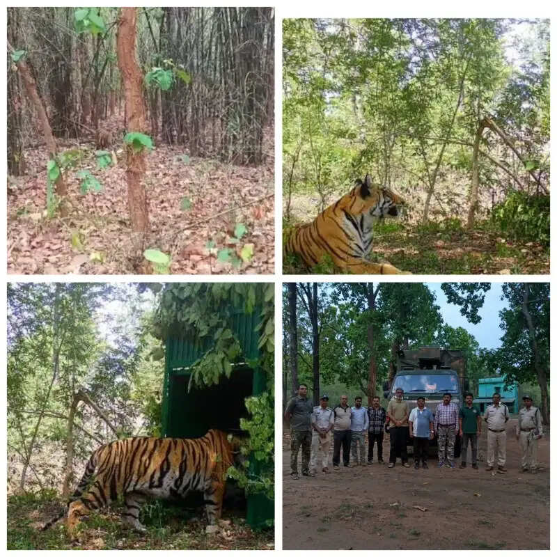 सिवनी की बाघिन पहुंची बांधवगढ़, बाड़े में रखा गया; जल्द खुले जंगल में छोड़े जाने की तैयारी