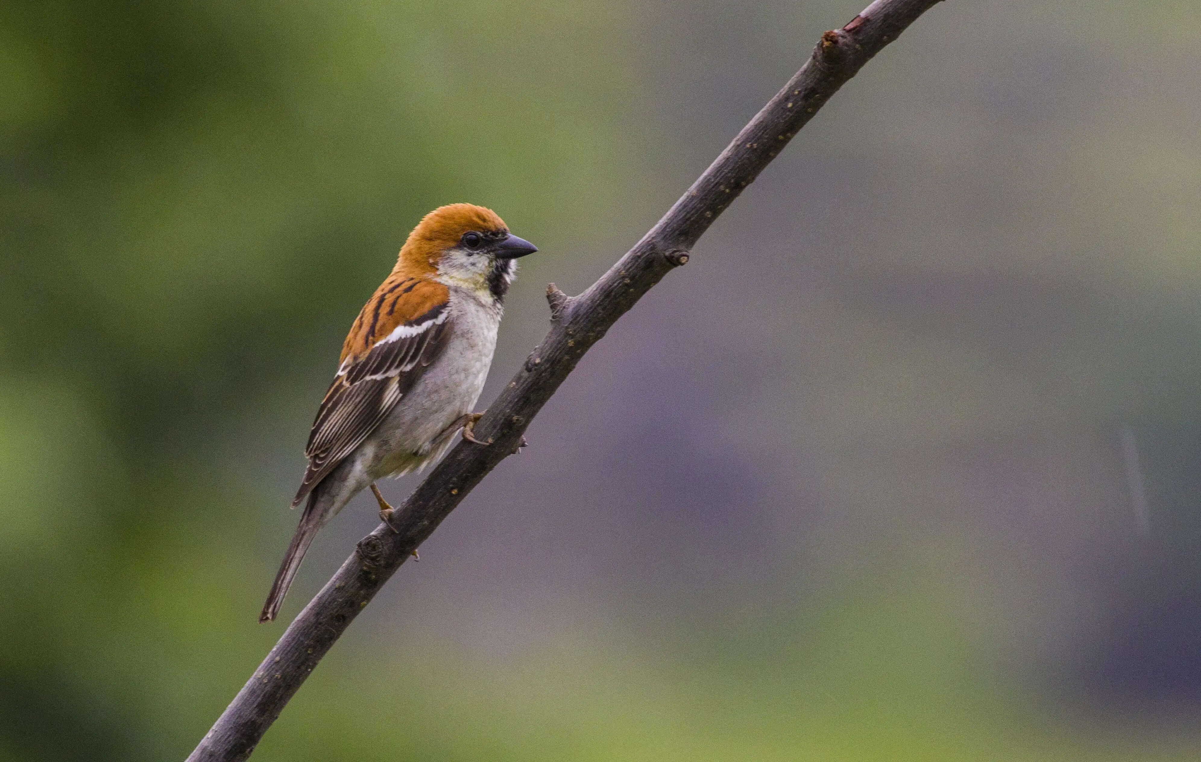 गौरैया प्राकृतिक सखी , उसे बचाना गंभीर चुनौती -डॉ प्रशांत