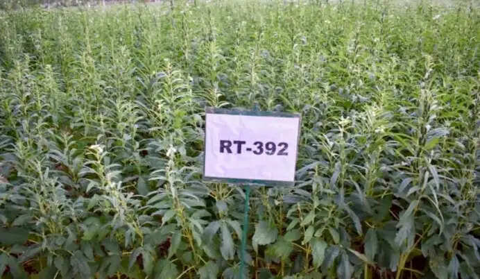 कृषि विश्वविद्यालय का मण्डोर केन्द्र राष्ट्रीय स्तर पर गौरवान्वित