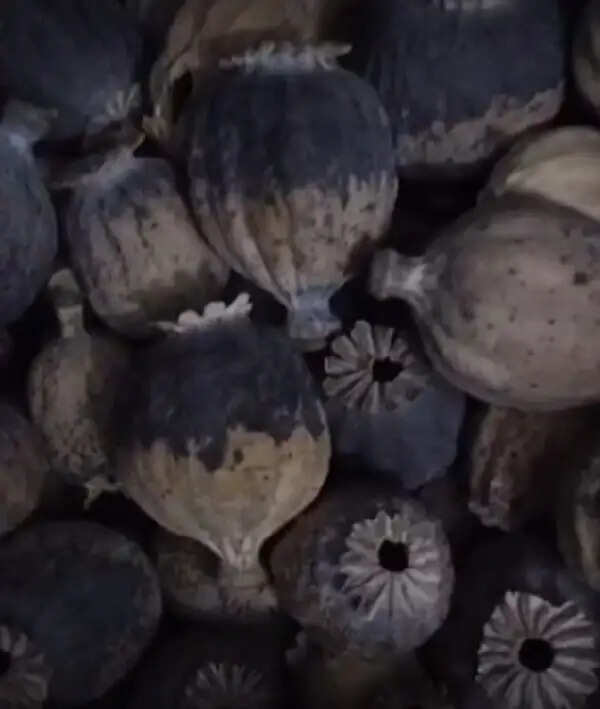 मंदसौर: प्याज के नीचे छिपाकर ले जा रहे थे डोडाचूरा, बोलेरो सहित 4 तस्कर गिरफ्तार