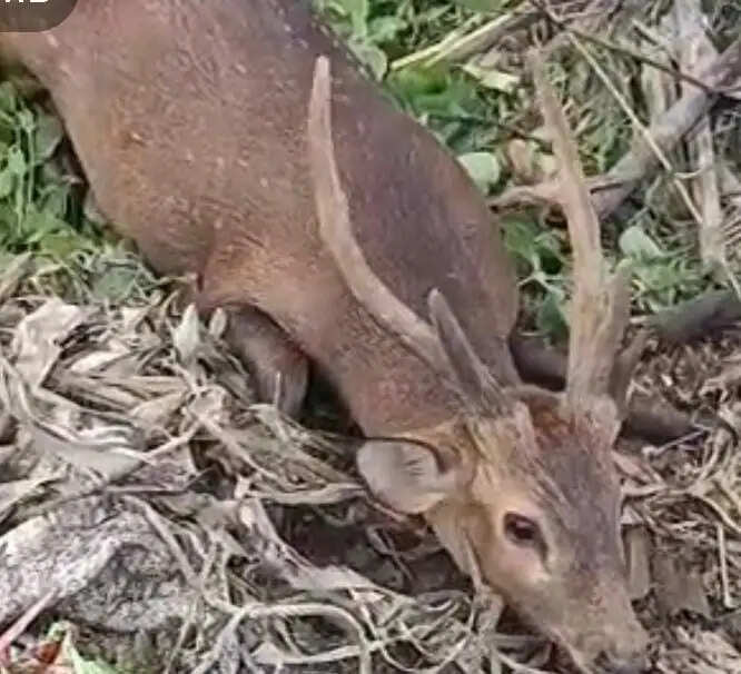 मुजफ्फरपुर में बाढ़ के पानी में बहकर आए 12 हिरण, वन विभाग ने किया रेस्क्यू