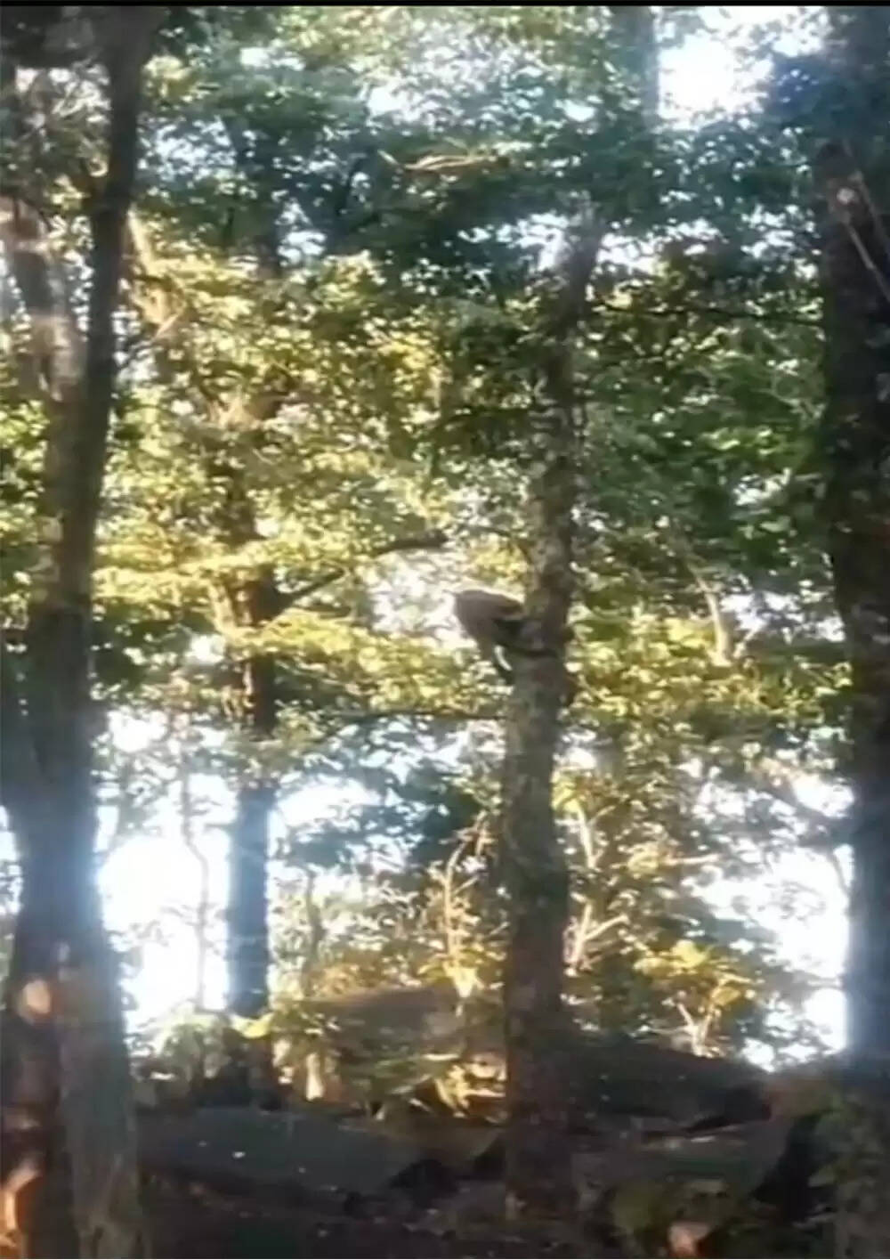 सिवनीः पेंच बफर जाेन में रोमांचक नजारा, डाल पर फंसा तेंदुआ और नीचे मंडराते जंगली कुत्ते