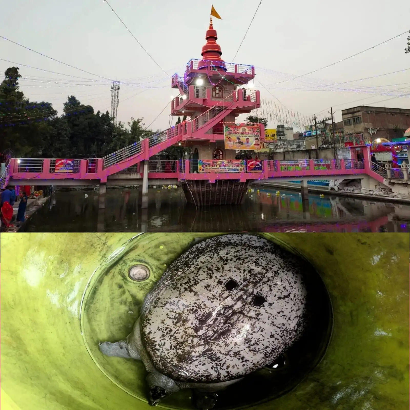 रक्सौल सूर्य मंदिर तालाब से मिला 11 किलो का विशाल कछुआ, लोगों में कौतूहल