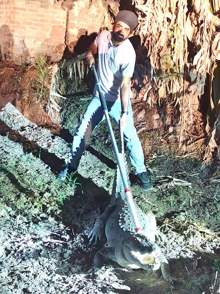 आधी रात को घर में घुसा मगरमच्छ,वन विभाग ने रेस्क्यू किया