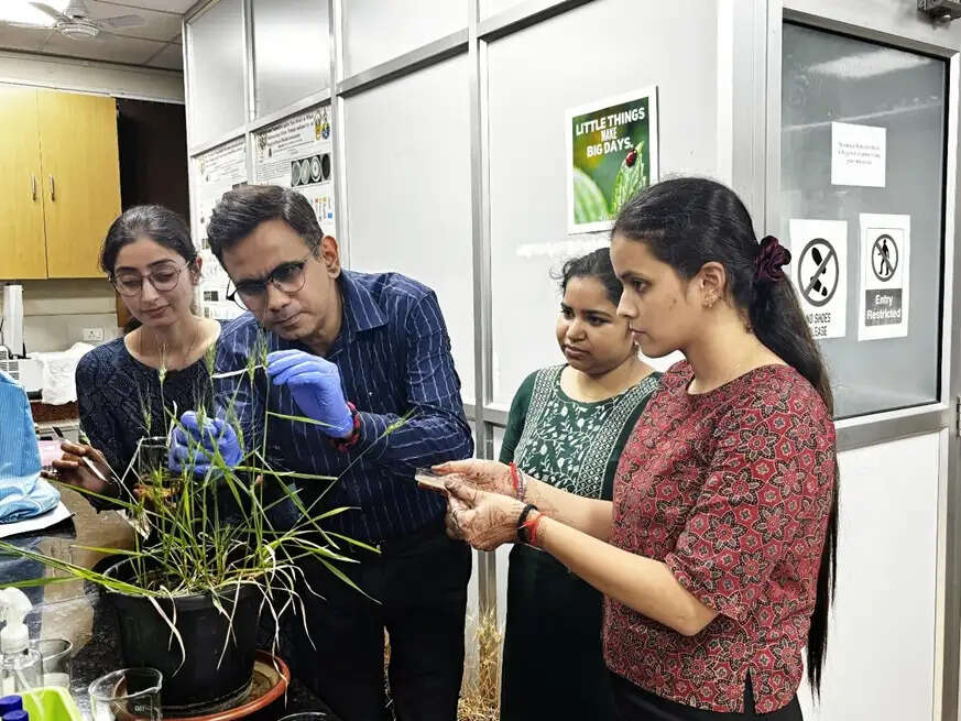 बीएचयू के वैज्ञानिकों की अहम खोज : लाभकारी बैक्टीरिया गेहूं को रोग और प्रतिस्पर्धात्मक तनाव से लड़ने में बनाते हैं सक्षम