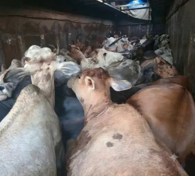 10 करो के जंगल से मुक्त कराए गए 35 से अधिक गाय