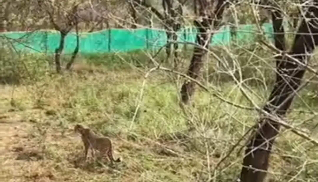 श्योपुरः बाड़े से खुले जंगल में छोड़े गए शावकों में दो नर और एक मादा