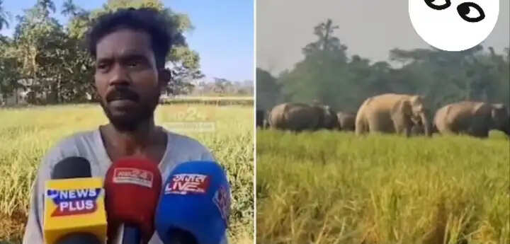 नुमलीगढ़ में जंगली हाथियों का उत्पात जारी, पक रहे धान की फसल को पहुंचा रहे नुकसान