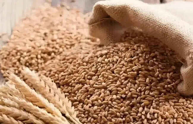 25 लाख मीट्रिक टन अतिरिक्त गेहूं निर्यात को मंजूरी, डीजीएफटी ने अधिसूचित किया