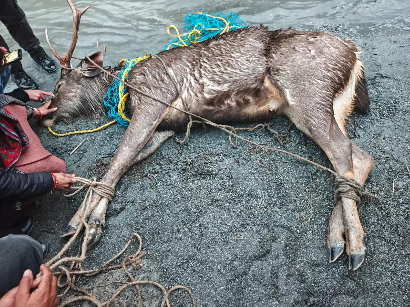 मंडी-कुल्लू सीमा पर दुर्लभ मादा बारहसिंगा ने शिकारियों के खौफ से नदी में लगरई छलांग, उपचार के दौरान तोड़ा दम