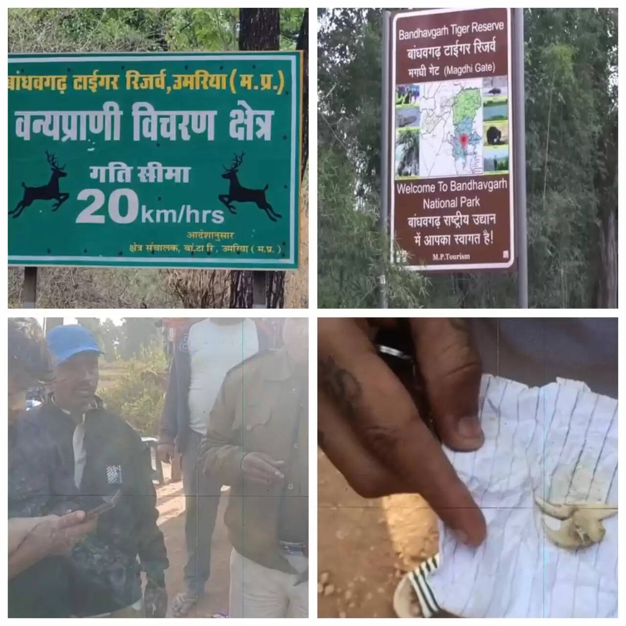 बांधवगढ़ टाइगर रिजर्व में फिर अवैध शिकार की आशंका, नाबालिग के पास मिले बाघ के दाँत और नाखून