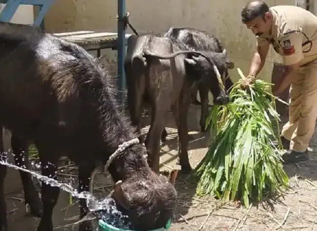 मप्र के उज्जैन में महाकाल मंदिर के पाल चल रहा था अवैध कत्लखाना, दो आरोपी गिरफ्तार