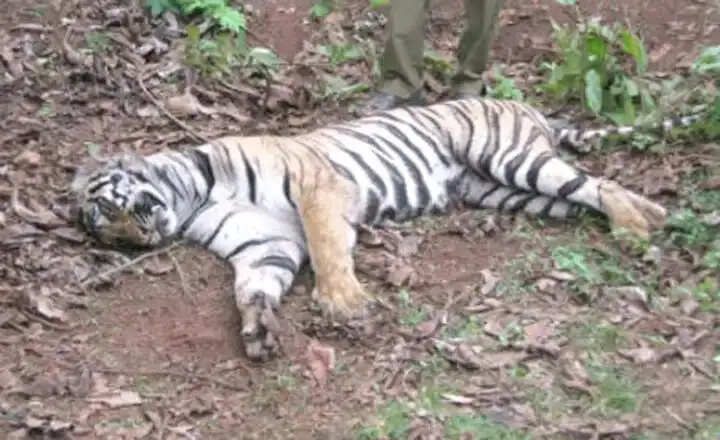 हरिद्वार में 24 घंटे के भीतर बाघ-बाघिन की मौत से हड़कंप, जहरीला मांस खिलाकर शिकार की आशंका, एक आरोपित गिरफ्तार