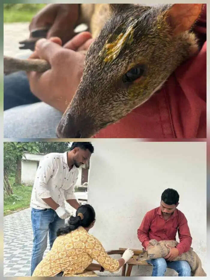 दंतेवाड़ा में दुर्लभ माउस डियर काे कुत्तों के हमले से बचाकर प्राकृतिक आवास में छोड़ा गया