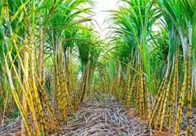 किसानों का फूटा गुस्सा, गन्ना कांटा न लगने पर आत्मदाह की चेतावनी