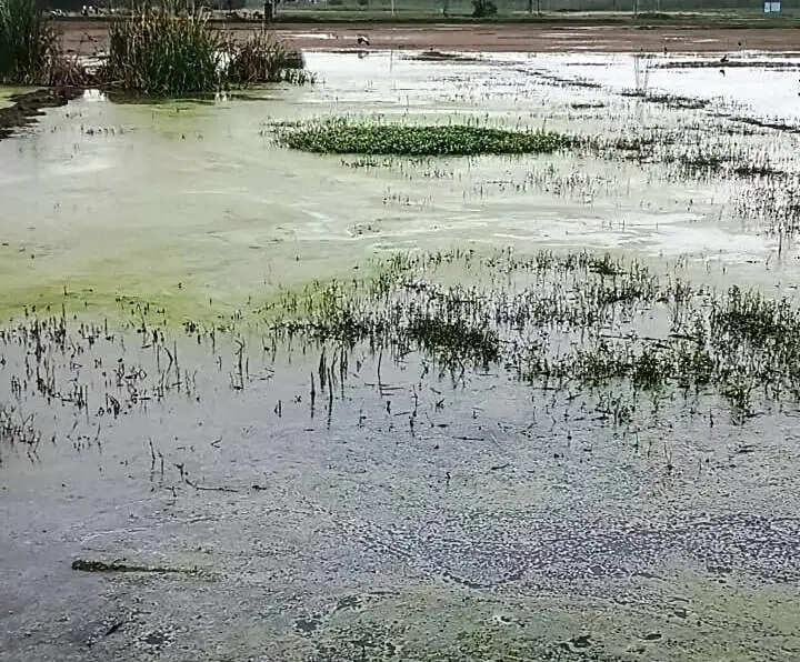 यमुनानगर:दूषित पानी से बर्बाद हो रही फसलें, ग्रामीणों ने मांगा समाधान