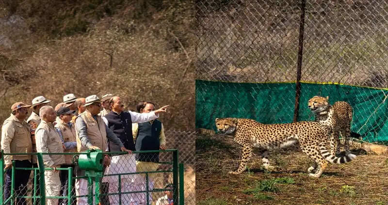 कूनो में चीतों की पुनर्बसाहट जैव विविधता संरक्षण की दिशा में बड़ा कदम : भूपेन्द्र यादव