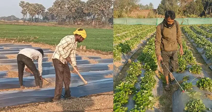 एडवाइजरी जारी : सही सिंचाई और छिड़काव अपनाकर किसान बचा सकते हैं नकारात्मक प्रभाव