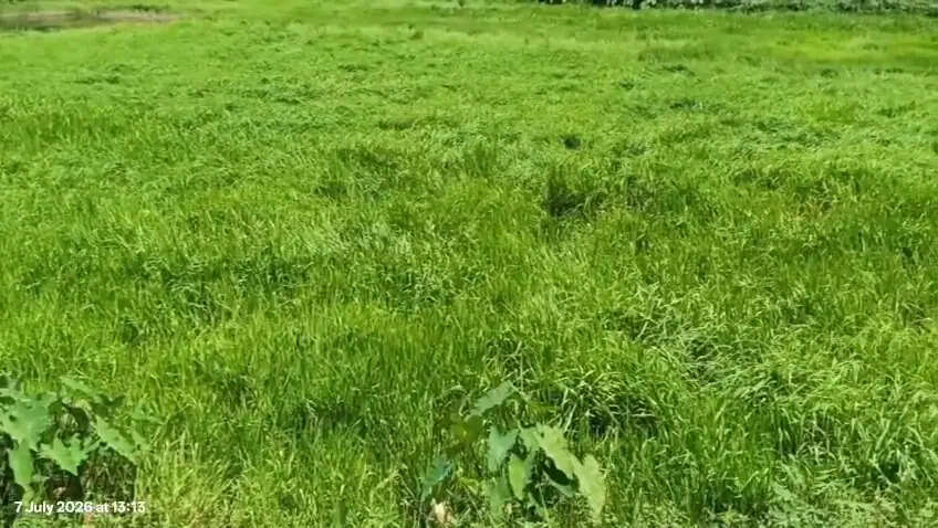 रंगापारा के बरजुली को जैव विविधता विरासत स्थल का दर्जा