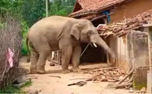 हाथी के हमले में ग्रामीण की मौत, गांव में दहशत