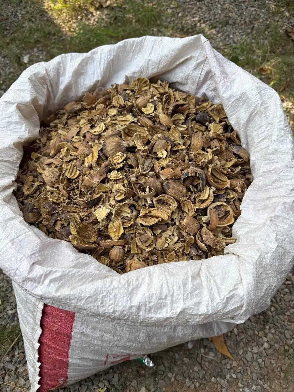 एरिया डोमिनेशन अभियान: पुलिस ने नशा तस्करों से लेकर हिस्ट्रीशीटर और वारंटी तक दबोचे