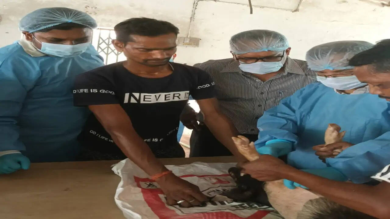 अंबिकापुर : सकालो पिग फार्म में अफ्रीकन स्वाइन फीवर वैक्सीन का ऐतिहासिक ट्रायल, बूस्टर डोज लगाने भोपाल से पहुंचे वैज्ञानिक